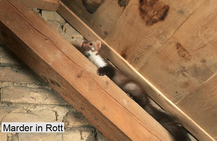 Marder in Rott